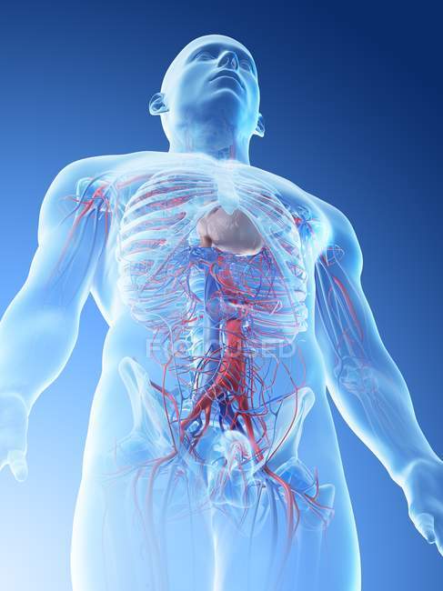 Baixo ângulo nos vasos sanguíneos da parte superior do corpo humano, ilustração digital
. — Fotografia de Stock