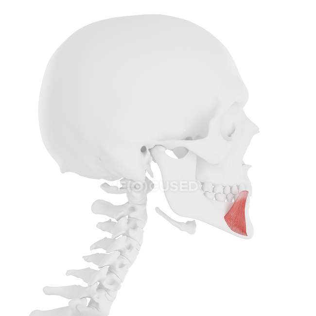 Череп человека с подробным красным депрессором угловой мышцы, цифровая иллюстрация . — стоковое фото
