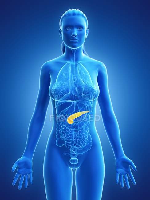 Pâncreas no corpo feminino, ilustração anatômica . — Fotografia de Stock