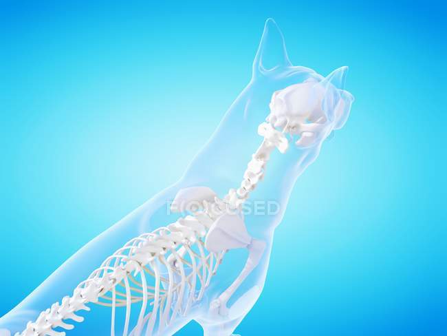 Silhueta cão com esqueleto visível em fundo azul, ilustração digital . — Fotografia de Stock