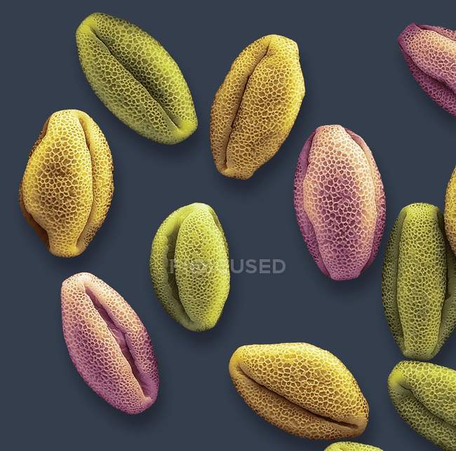 Micrógrafo electrónico de barrido coloreado de granos de polen de Nymphaeaceae flor de lirio de agua
. - foto de stock