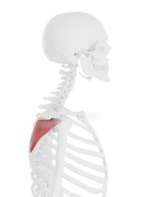 Scheletro umano con dettagliato muscolo infraspinato rosso, illustrazione digitale . — Foto stock