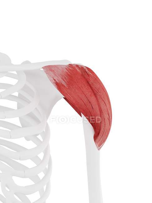 Людський скелет з деталізованим червоним м'язами Дельтоїда, цифрова ілюстрація . — стокове фото