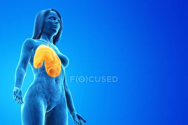 Modelo anatómico femenino con pulmones de color amarillo y visibles, ilustración por ordenador
. - foto de stock