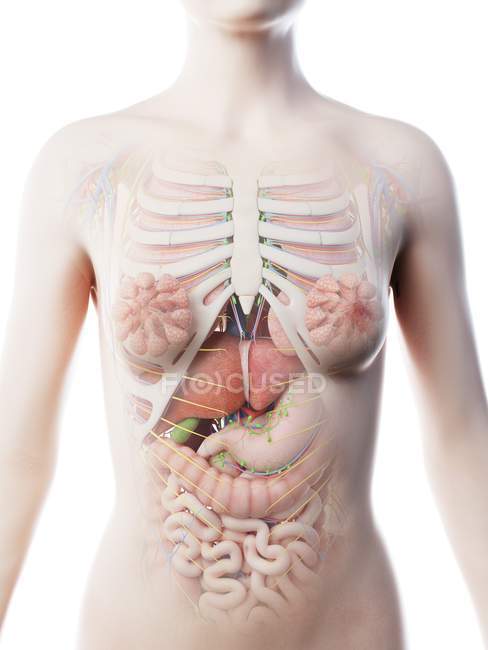Жіноча анатомія верхнього тіла та внутрішні органи, комп'ютерна ілюстрація . — стокове фото