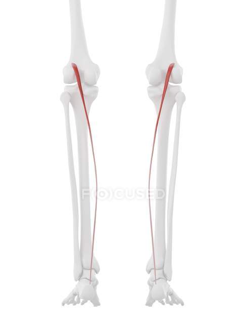 Human skeleton with red colored Plantaris muscle, digital illustration. — Stock Photo