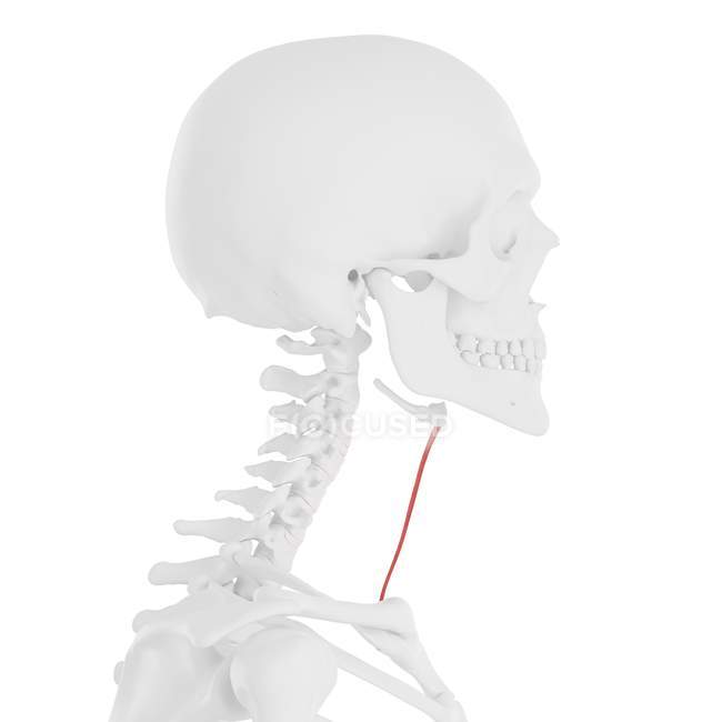 Modelo de esqueleto humano com músculo esternohioideo detalhado, ilustração computacional . — Fotografia de Stock