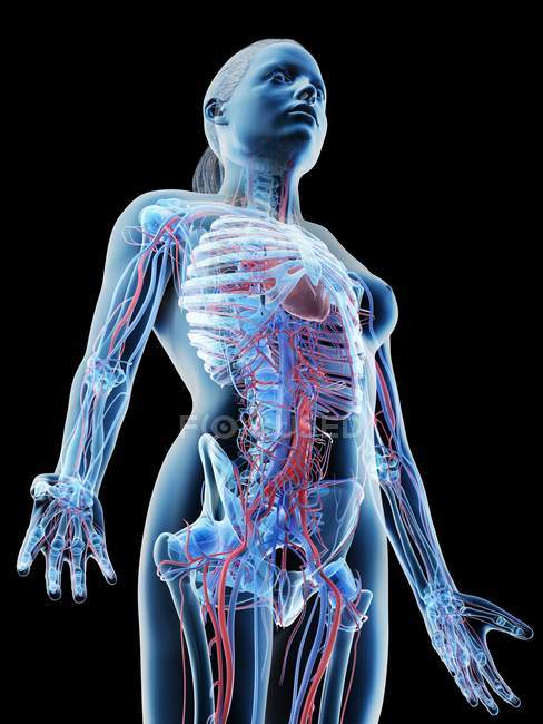 Sistema vascular de la parte superior del cuerpo femenino, ilustración por ordenador . - foto de stock