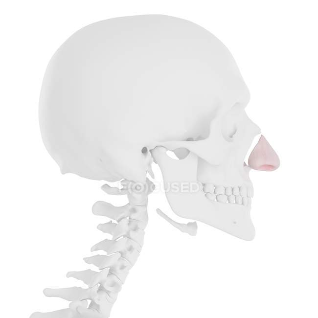 Squelette humain avec cartilage nasal de couleur rouge, illustration numérique . — Photo de stock