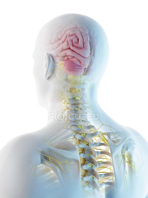 Cuerpo masculino con cerebro visible, ilustración digital . - foto de stock