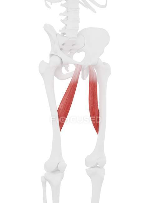 Часть скелета человека с подробным красным аддуктором длинная мышца, цифровая иллюстрация . — стоковое фото