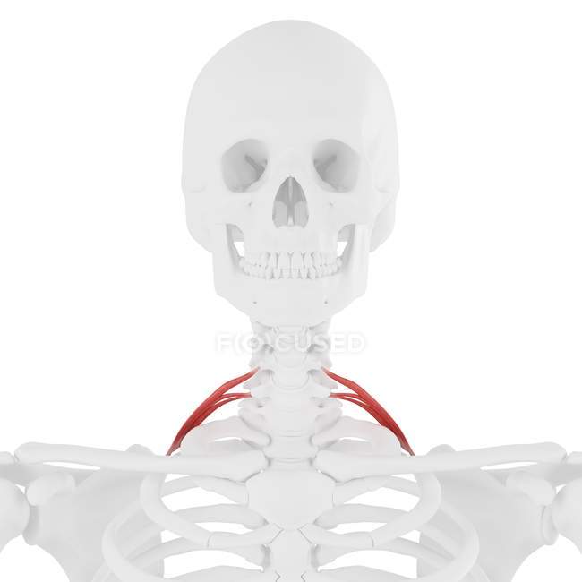 Scheletro umano con muscolo posteriore Scaleno di colore rosso, illustrazione digitale . — Foto stock