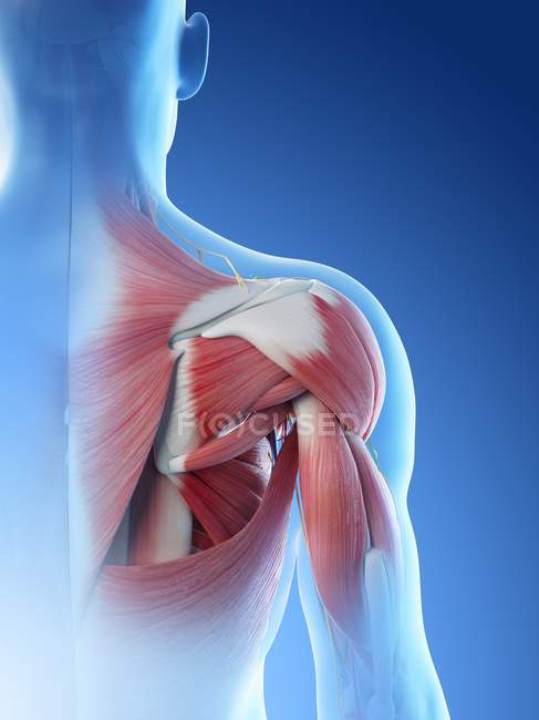 Anatomie und Muskulatur der männlichen Schulter, digitale Illustration. — Stockfoto