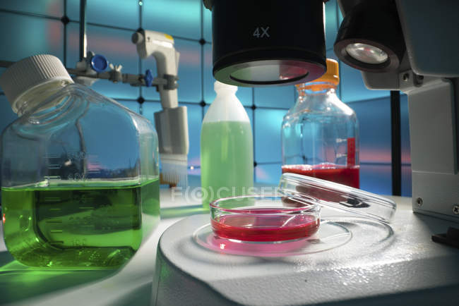 Petrischale mit Kultur und Flüssigkeitsflaschen im Labor, mikrobiologisches Forschungskonzept. — Stockfoto