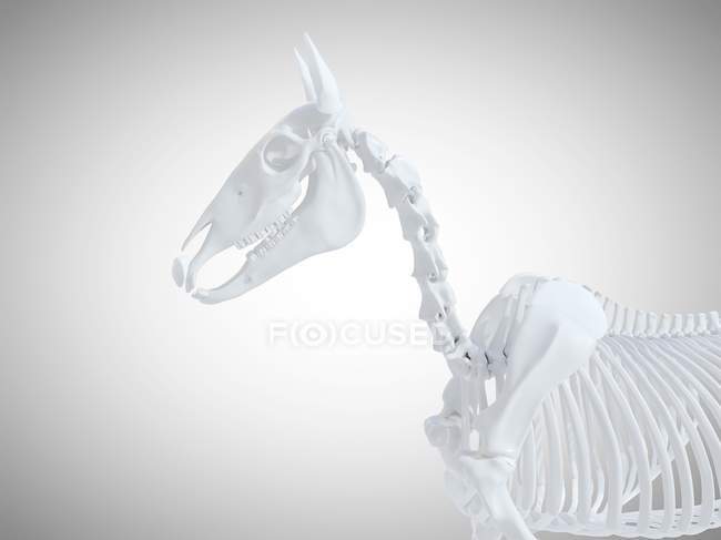 Esqueleto de cavalo, renderização 3d realista . — Fotografia de Stock