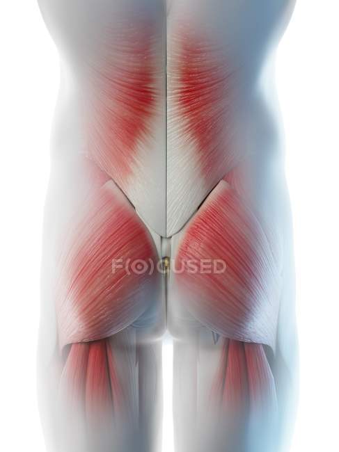 Male hips and buttocks muscles, computer illustration. — Stock Photo