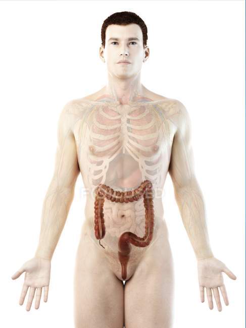 Silueta masculina con intestino grueso visible, ilustración digital . - foto de stock