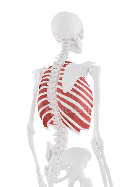Esqueleto humano con color rojo Músculo intercostal externo, ilustración digital . - foto de stock