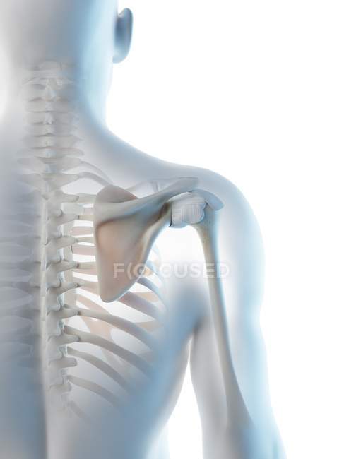 Abstract male shoulder bones, computer illustration. — Stock Photo