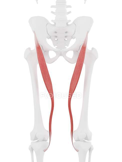 Людський скелет з м'язами Сарторія червоного кольору, цифрова ілюстрація . — стокове фото