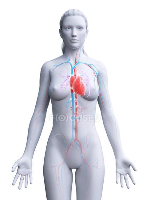 Coração visível na silhueta do corpo feminino, ilustração do computador
. — Fotografia de Stock