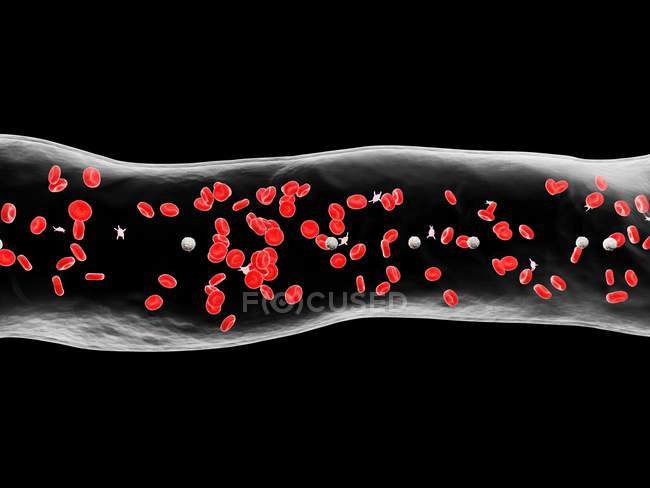 Abstract blood vessel with white and red blood cells, digital illustration. — Stock Photo