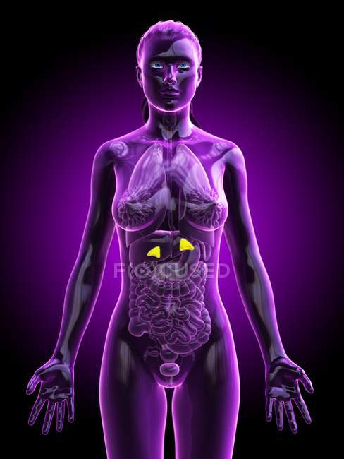 Cuerpo femenino con glándulas suprarrenales visibles, ilustración digital
. - foto de stock