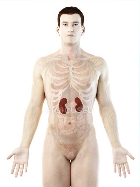 Male anatomy with visible colored kidneys, computer illustration. — Stock Photo