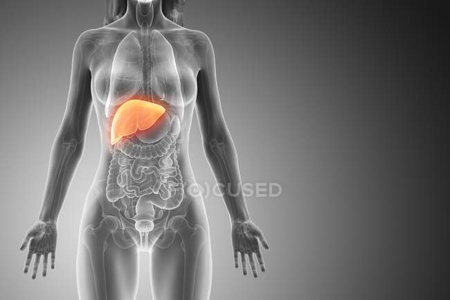 Female silhouette with detailed liver on grey background, computer illustration. — Stock Photo