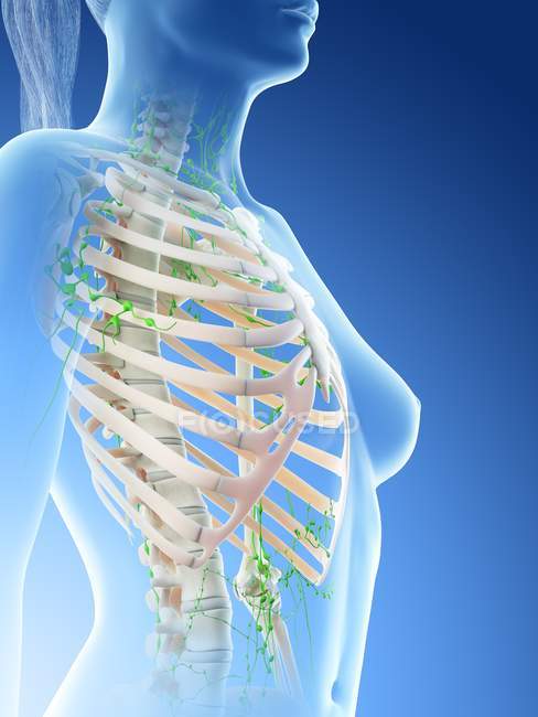 Female upper body lymphatic system, computer illustration. — Stock Photo