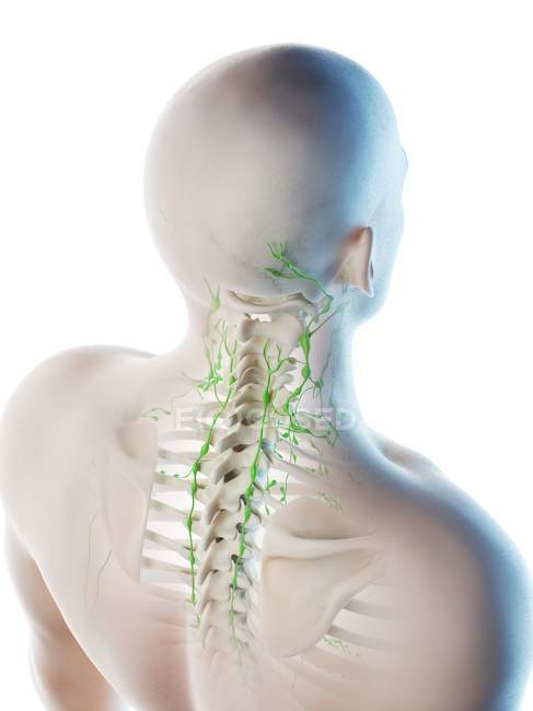 Lymphknoten des männlichen Halses und Kopfes, Computerillustration. — Stockfoto