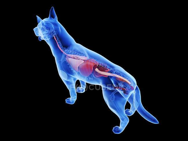 Anatomía del perro con órganos visibles sobre fondo negro, ilustración digital . - foto de stock
