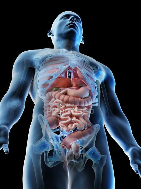 Modèle corporel transparent montrant l'anatomie masculine et les organes internes, illustration numérique . — Photo de stock