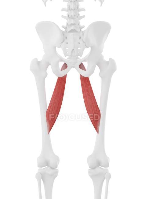 Menschliches Skelettstück mit detailliertem rotem Adduktorenlongusmuskel, digitale Illustration. — Stockfoto