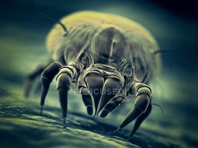 Parásito del ácaro del polvo, ilustración digital microscópica . - foto de stock