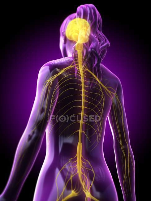 Абстрактний жіночий силует з видимим мозком і спинним мозком нервової системи, комп'ютерна ілюстрація. — стокове фото