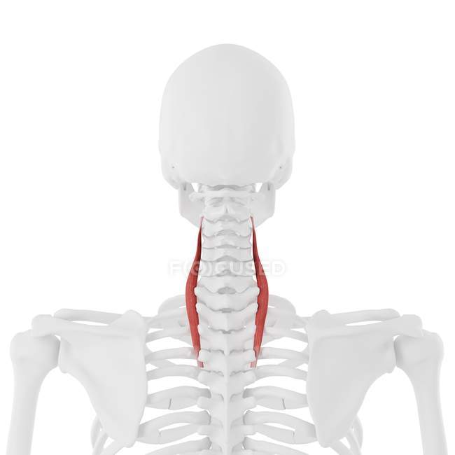 Esqueleto humano com músculo Longissimus cervicis de cor vermelha, ilustração digital . — Fotografia de Stock