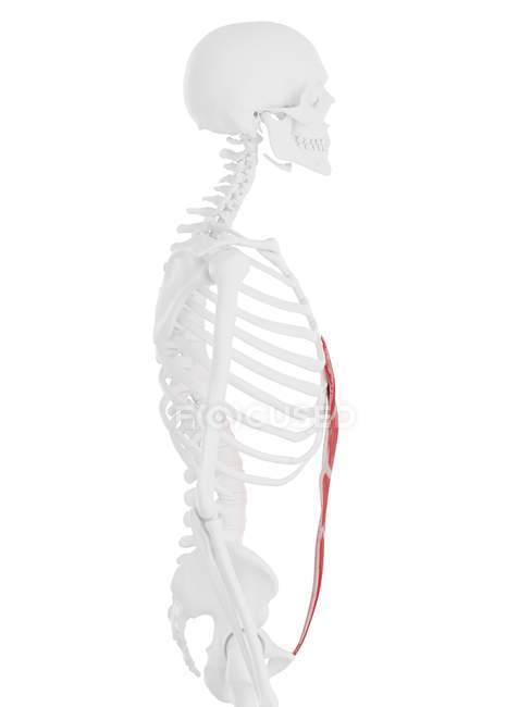 Человеческий скелет с красным цветом прямой мышцы брюшной полости, цифровая иллюстрация . — стоковое фото