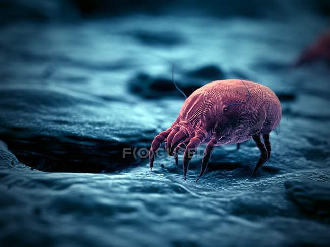 Staubmilben-Parasit, mikroskopisch kleine digitale Illustration. — Stockfoto