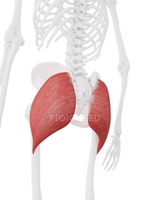 Menschliches Skelett mit detailliertem roten Gesäßmuskel maximus, digitale Illustration. — Stockfoto