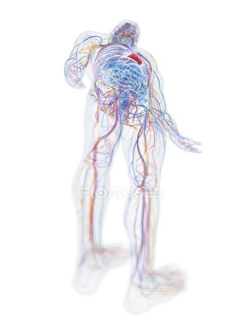 Modèle du corps humain montrant l'anatomie masculine et les vaisseaux sanguins, illustration numérique
. — Photo de stock