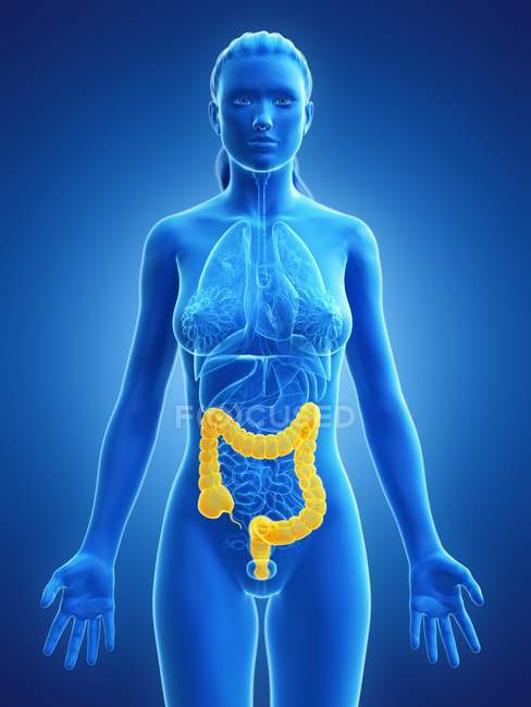 Silhouette femminile con intestino crasso visibile, illustrazione digitale . — Foto stock