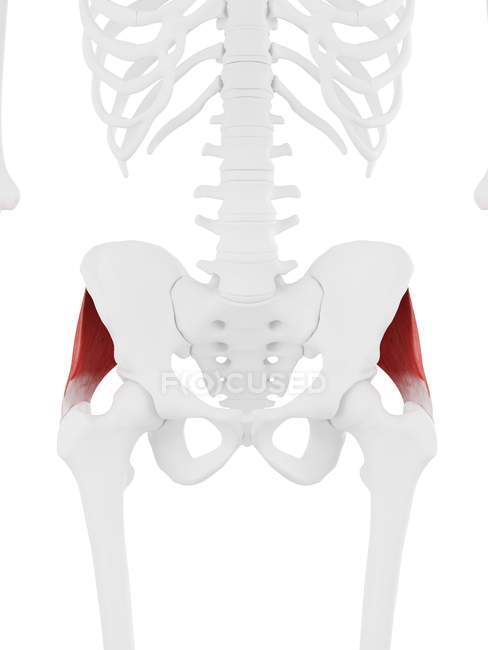 Squelette humain avec muscle Gluteus medius rouge détaillé, illustration numérique . — Photo de stock