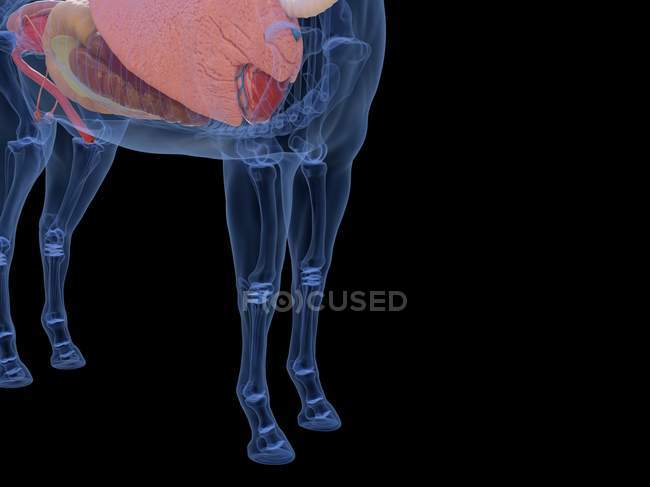 Anatomie du cheval en coupe basse, illustration par ordinateur . — Photo de stock