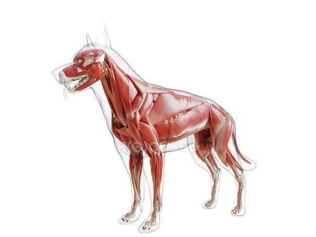 Silueta para perros con musculatura visible sobre fondo blanco, ilustración digital . - foto de stock
