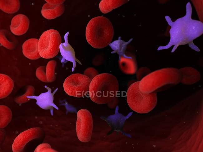 Тромбоциты в крови человека, компьютерная иллюстрация . — стоковое фото