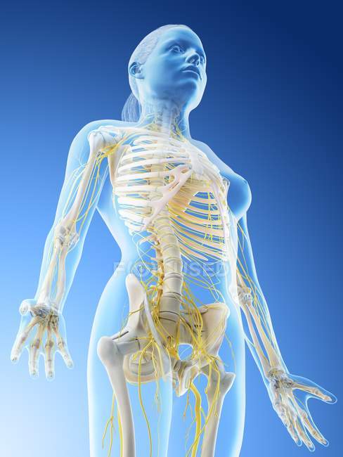 Système nerveux du haut du corps féminin, illustration par ordinateur . — Photo de stock