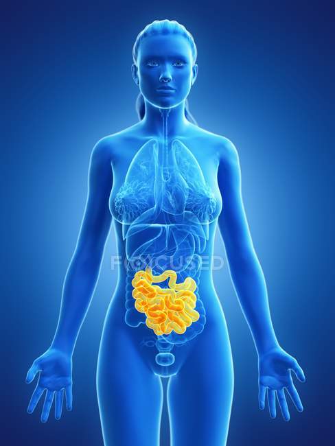 Silueta femenina con intestino delgado visible, ilustración digital . - foto de stock