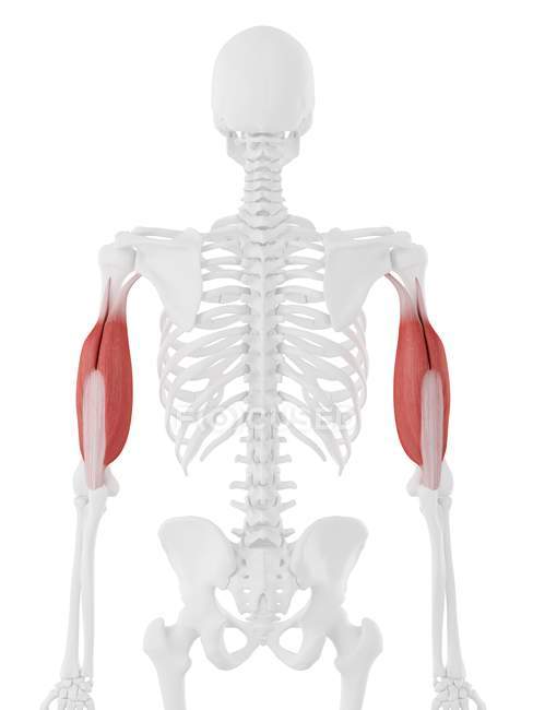 Modelo de esqueleto humano com músculo Triceps detalhado, ilustração computacional . — Fotografia de Stock