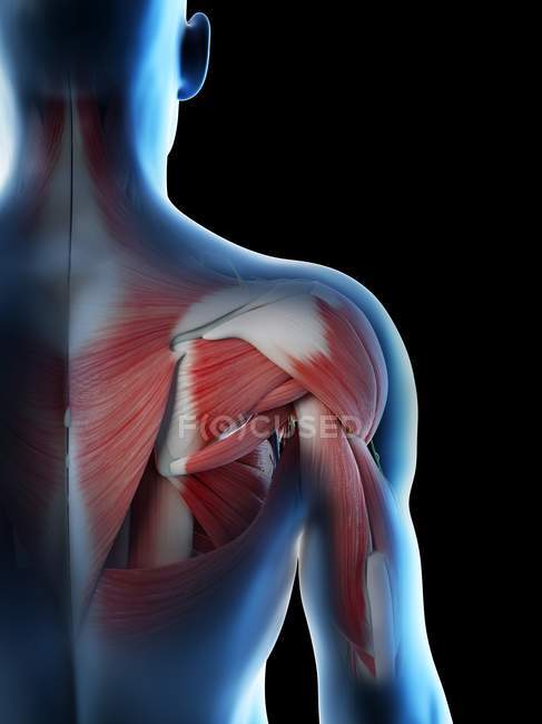Male shoulder anatomy and muscular system, digital illustration. — Stock Photo